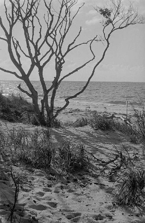 Blick auf die Ostsee vom Prerower Weststrand aus
