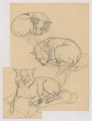 Tierstudien : Drei liegende Hunde