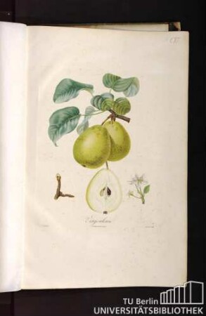 Pl. CVI. Virgouleuse.