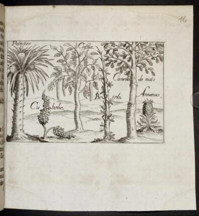 Palmites - Cubebe - Caßia - Betele - Canella do mato - Annanas.