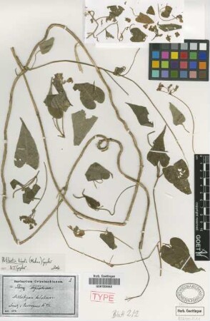 Mitostigma tubatum Malme [isotype]