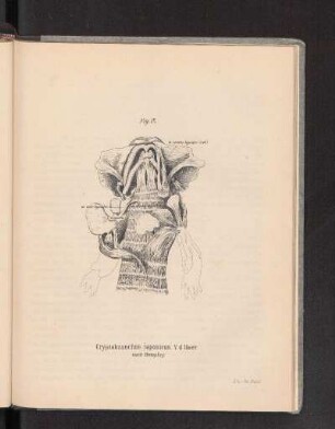 Fig. 12.