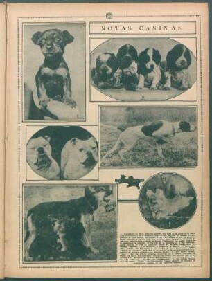 Notas caninas