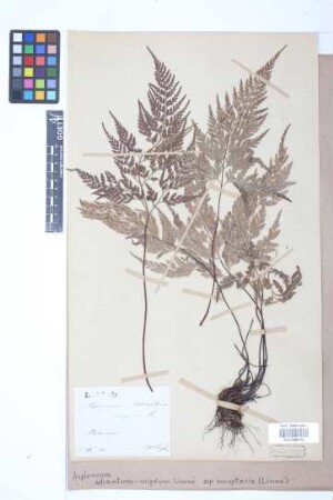 Asplenium adiantum-nigrum subsp. onopteris (L.) Druce