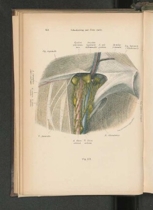 Fig. 511. Lacuna vasorum von innen Spatium praevasculare.