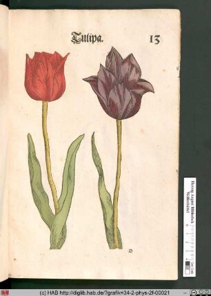 Tulipa [Tulpen].