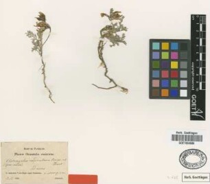 Astragalus caudiculosus Boiss. & Huet [type]