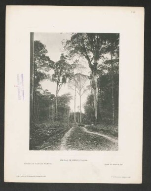 Straße zur Plantage Wampoe.