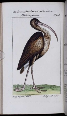 Der braune Bracher mit rother Stirn. Tantalus fuscus.