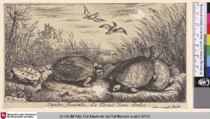 Testudo fluuiatilis, La Tortue d'eau doulce