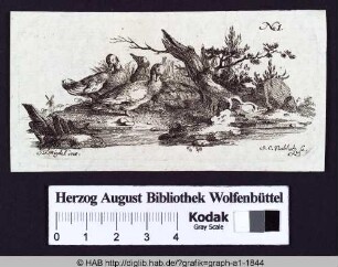 Drei Gänse am Ufer eines Gewässers
