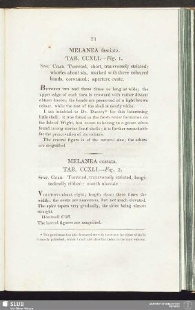 Melanea costata. Tab. CCXLI. — Fig. 2