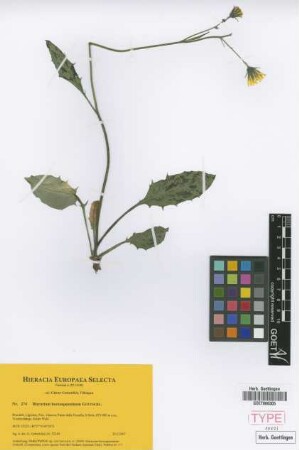 Hieracium boreoapenninum Gottschl. [paratype]