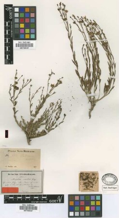 Menodora scabra A.Gray [syntype]