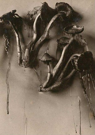 Falten-Tintling (Coprinopsis atramentaria, Syn. Coprinus atramentarius), auch Grauer Falten-Tintling, Gemeiner Faltentintling oder Knoten-Tintling in Auflösung, 3. Tag