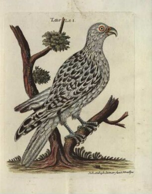 Tabvla I.