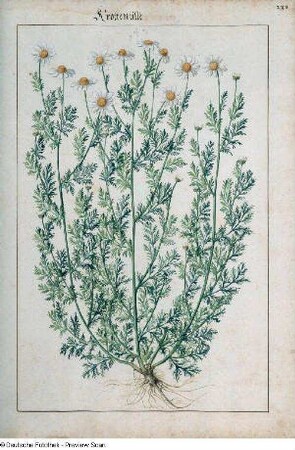 Krottentille, Seite 232