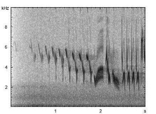 Buchfink | Fringilla coelebs - Ruf, Gesang