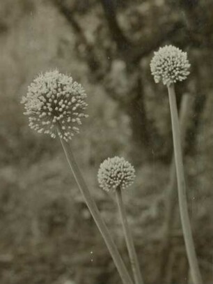 Speisezwiebel (Allium cepa L.). Knospen und Blütenköpfe