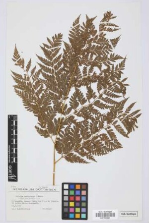 Culcita macrocarpa C. Presl