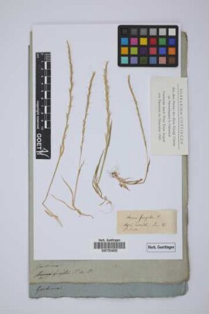 Avena fragilis L.