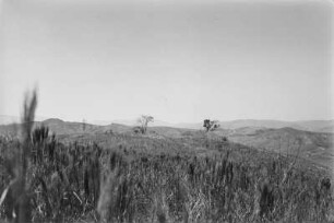 Graslandschaft : Blick in eine Graslandschaft mit Hügeln im Hintergrund.