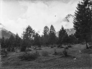 Im Gebirge : Aufnahme eines Waldes im Gebirge, vermutlich in der Nähe der Berge Lamsenspitze und Katzturmjoch