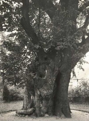 Friedhofslinde in Collm bei Oschatz, sogenannte Gerichtslinde