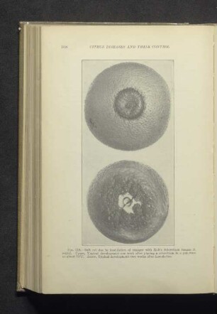 Fig. 118. - Soft rot due to inoculation of orange with Rolf's Sclerotium fungus...