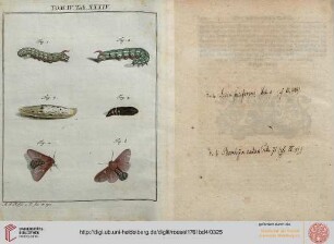 Tafel_XXXIV-240 Die zu der Nachtvögel ersten Classe gehörige, geriefelte grüne Raupe [...]