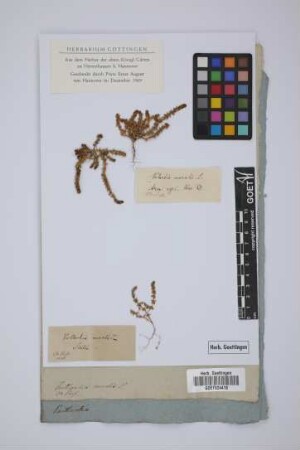 Vaillantia muralis L.