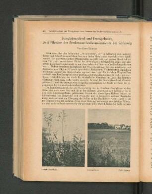 Sumpfgänsedistel und Erzengelwurz, zwei Pflanzen des Brackwasserhochstaudenriedes bei Schleswig.