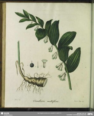 Convallaria Multiflora. Vielbluehende Zauken