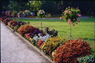 Potsdam, Neuer Garten, Sommerbepflanzung im Parterre Marmorpalais.
