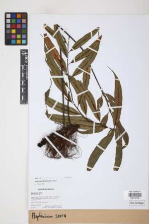 Asplenium serra Langsd. & Fisch.