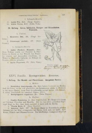 XXVI. Familie. Rosengewächse. Rosaceae.