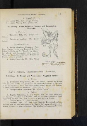 XXVI. Familie. Rosengewächse. Rosaceae.