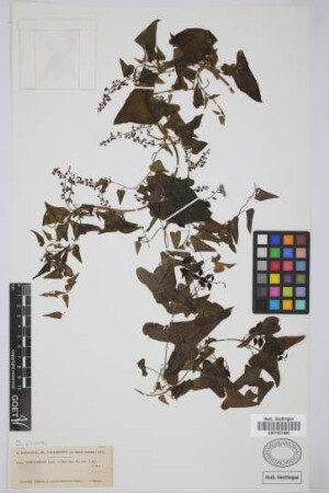 Tamus edulis Lowe