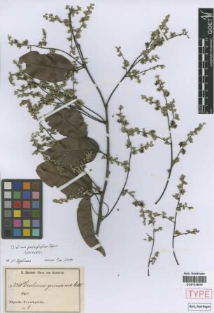 Dialium guineense Willd.