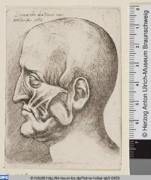 Anatomische Studie, Kopf eines Mannes