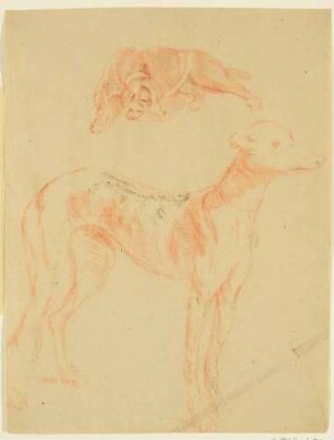 Studie zweier Hunde