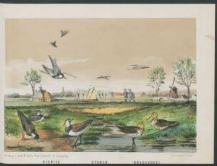 Tafel: Kiebitz, Storch, Brachvogel.