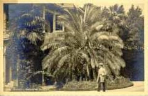 Abbazia, Palme im Kurpark