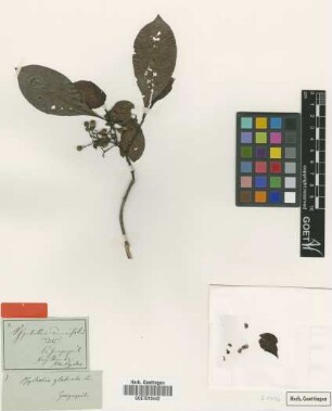 Psychotria glabrata Sw.