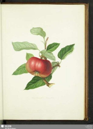The Devonshire Quarenden