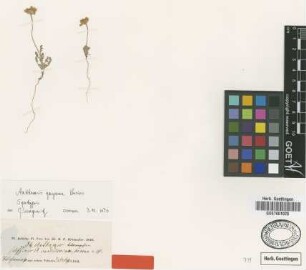 Anthemis gayana Boiss. [syntype]