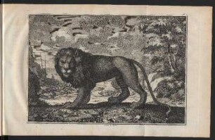 Lion. III Löwe