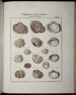 Geschlecht der Venus-Muscheln.