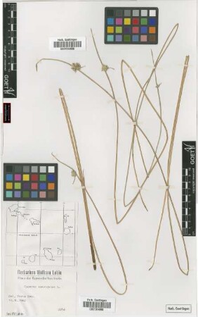 Cyperus laevigatus L.