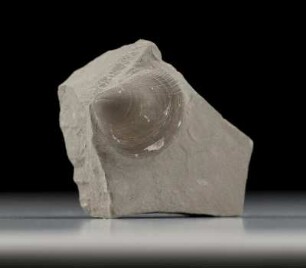 Plagiostoma striata